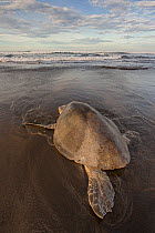 Olive ridley sea turtle (Lepidochelys olivacea) returning to sea after laying eggs, Pacific Coast, Ostional, Costa Rica.