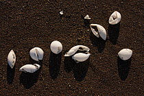 Olive ridley sea turtle (Lepidochelys olivacea) empty eggshells on the beach, Pacific Coast, Ostional, Costa Rica.