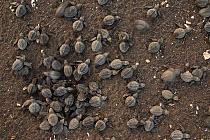 Olive ridley sea turtle (Lepidochelys olivacea) hatchlings emerge from the nest, Pacific Coast, Ostional, Costa Rica.