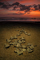 Olive ridley sea turtle (Lepidochelys olivacea) hatchlings emerge from the nest and making their way to the sea at sunrise, Pacific Coast, Ostional, Costa Rica.