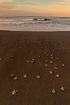 Olive ridley sea turtle (Lepidochelys olivacea) hatchlings on the way to the sea right after emerging from the egg, Pacific Coast, Ostional, Costa Rica.