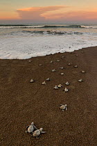 Olive ridley sea turtle (Lepidochelys olivacea) hatchlings on the way to the sea right after emerging from the egg, Pacific Coast, Ostional, Costa Rica.