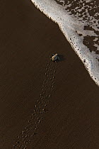 Olive ridley sea turtle (Lepidochelys olivacea) hatchling on its way to the sea right after emerging from the egg leaving tracks in the sand, Pacific Coast, Ostional, Costa Rica.