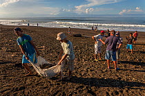 The villagers of Ostional clean the beach of driftwood after a heavy storm, that the Olive ridley sea turtles (Lepidochelys olivacea) can lay their eggs during the next arribada (mass nesting event) u...