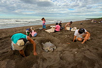 Villagers collecting eggs from Olive ridley sea turtles (Lepidochelys olivacea) during the first two days of the arribada (mass nesting event). This is the only place in the world where it is legal to...