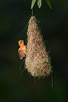Baya weaver (Ploceus philippinus) subadult bird on 'play nest', Singapore.