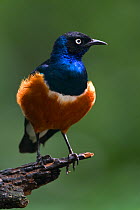 Superb starling (Lamprotornis superbus) perched on branch, East Africa.