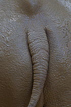 White rhinoceros (Ceratotherium simum) tail covered in mud, Africa