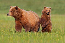 Grizzly bear (Ursus arctos horribilis) mother with cub, Lake Clark National Park, Alaska, USA, June.