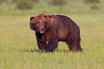 Grizzly bear (Ursus arctos horribilis) wounded male during mating season, Lake Clark National Park, Alaska, USA, June.