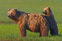 Grizzly bear (Ursus arctos horribilis) mother with cub, Lake Clark National Park, Alaska, USA, June.