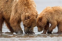 Grizzly bear (Ursus arctos horribilis) mother and cub digging for clams on tidal flats, Lake Clark National Park, Alaska, USA, June.