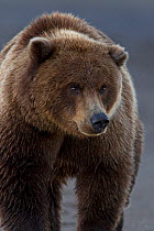 Grizzly bear (Ursus arctos horribilis) portrait, Lake Clark National Park, Alaska, USA, September.