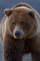Grizzly bear (Ursus arctos horribilis) portrait, Lake Clark National Park, Alaska, USA, September.