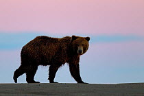 Grizzly bear (Ursus arctos horribilis) adult walking on beach after sunset, Lake Clark National Park, Alaska, USA, September.