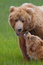 Grizzly bear (Ursus arctos horribilis) mother playing with cub, Lake Clark National Park, Alaska, USA, June.