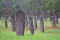 Magnetic termite (Amitermes meridionalis) mounds in grassland, Litchfield National Park, Northern Territory, Australia.