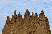 Magnetic termite (Amitermes meridionalis) mound, detail of spire, Litchfield National Park, Australia.