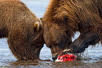 Grizzly bear (Ursus arctos horribilis) mother and cub eating Salmon, Lake Clark National Park, Alaska, USA, September.