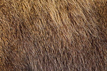 Grizzly bear (Ursus arctos horribilis) fur of adult female, Lake Clark National Park, USA, September.