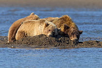 Grizzly bear (Ursus arctos horribilis) mother with two cubs sleeping on riverbank, Lake Clark National Park, Alaska, USA, September.