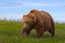 Grizzly bear (Ursus arctos horribilis) male, Lake Clark National Park, Alaska, USA, June.