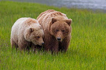 Grizzly bear (Ursus arctos horribilis) mother and cub, Lake Clark National Park, Alaska, USA, June.