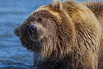 Grizzly bear (Ursus arctos horribilis) shaking water from its fur, Lake Clark National Park, Alaska, USA, September.