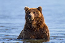 Grizzly bear (Ursus arctos horribilis) in river waiting for Salmon, Lake Clark National Park, Alaska, USA, September.