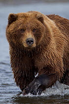 Grizzly bear (Ursus arctos horribilis) crossing river, Lake Clark National Park, Alaska, USA, September.