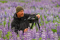 Wildlife Photographer Ingo Arndt in field of Nootka lupin (Lupinus nootkatensis) Alaska, USA, July.