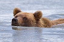 Grizzly bear (Ursus arctos horribilis) juvenile crossing a river, Lake Clark National Park, Alaska, USA, September.