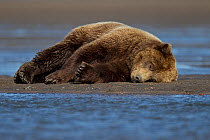 Grizzly bear (Ursus arctos horribilis) sleeping on beach, Lake Clark National Park, Cook Inlet, Alaska, USA, September.