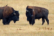 American bisons (Bison bison) Grand Teton National Park, Wyoming, USA, September.