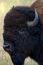 American bison (Bison bison) portrait, Grand Teton National Park, Wyoming, USA, September.