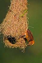 Baya weaver (Ploceus philippinus) subadult bird practising building 'play nest', Singapore.