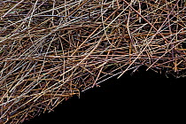 Bower of Vogelkop bowerbird (Amblyornis inornatus) detail of roof built from sticks, Arfak Mountains, West Papua, Indonesia.