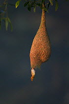 Baya weaver (Ploceus philippinus) female leaving nest, Singapore.