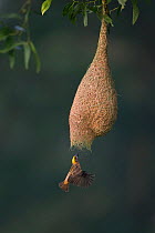 Baya weaver (Ploceus philippinus) male flying to nest entrance, Singapor