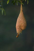 Baya weaver (Ploceus philippinus) male leaving nest, Singapore.