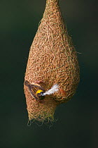 Baya weaver (Ploceus philippinus) female with nesting material (feather) on nest, Singapore. (Sequence image 1 of 5)