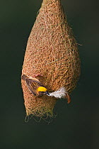 Baya weaver (Ploceus philippinus) female with nesting material (feather) on nest, Singapore. (Sequence image 2 of 5)