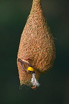Baya weaver (Ploceus philippinus) female with nesting material (feather) on nest, Singapore. (Sequence image 3 of 5)