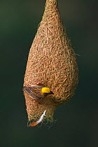 Baya weaver (Ploceus philippinus) female dropping nesting material (feather) from nest, Singapore. (Sequence image 4 of 5)