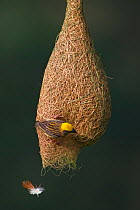 Baya weaver (Ploceus philippinus) female with nesting material (feather) dropping from nest, Singapore. (Sequence image 5 of 5)