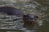 Smooth Otter (Lutrogale perspicillata) in water, Singapore.