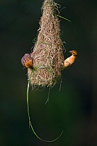 Baya weaver (Ploceus philippinus) subadult birds practising building 'play nest', Singapore.