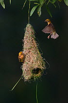 Baya weaver (Ploceus philippinus) subadult birds on 'play nest', Singapore.
