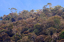 Primary or old growth rainforest, Arfak Mountains, West Papua, Indonesia.