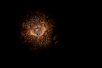 Hedgehog (Erinaceus europaeus) hibernating hidden in leaves, Germany, January, captive.